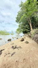 Picture of Beach lots- Quezon Province